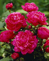 Без бренда «2KMB-4036» в Грозном