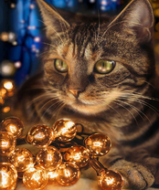 Без бренда «2KXSB-0678» в Грозном