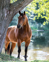 Без бренда «Коробка 20 шт: Лошадь у дерева» в Грозном