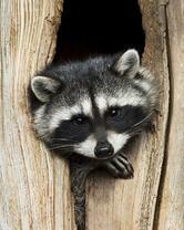 Без бренда «Енот в дупле» в Грозном