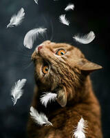 Без бренда «Кот среди перышек» в Грозном