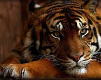 Красивый и задумчивый тигр