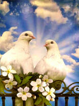 Два белых голубя и цветы жасмина