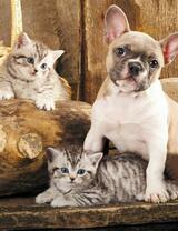 Без бренда «Милый щенок французского бульдога и два котёнка» в Грозном в интернет-магазине  Без бренда «Милый щенок французского бульдога и два котёнка» в Грозном