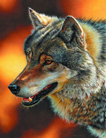 Без бренда «Взрослый серый волк» в Грозном