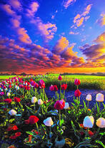 Розовые и белые тюльпаны на фоне синего неба