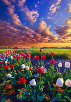 Без бренда «Поле тюльпанов под облачным небом» в Грозном